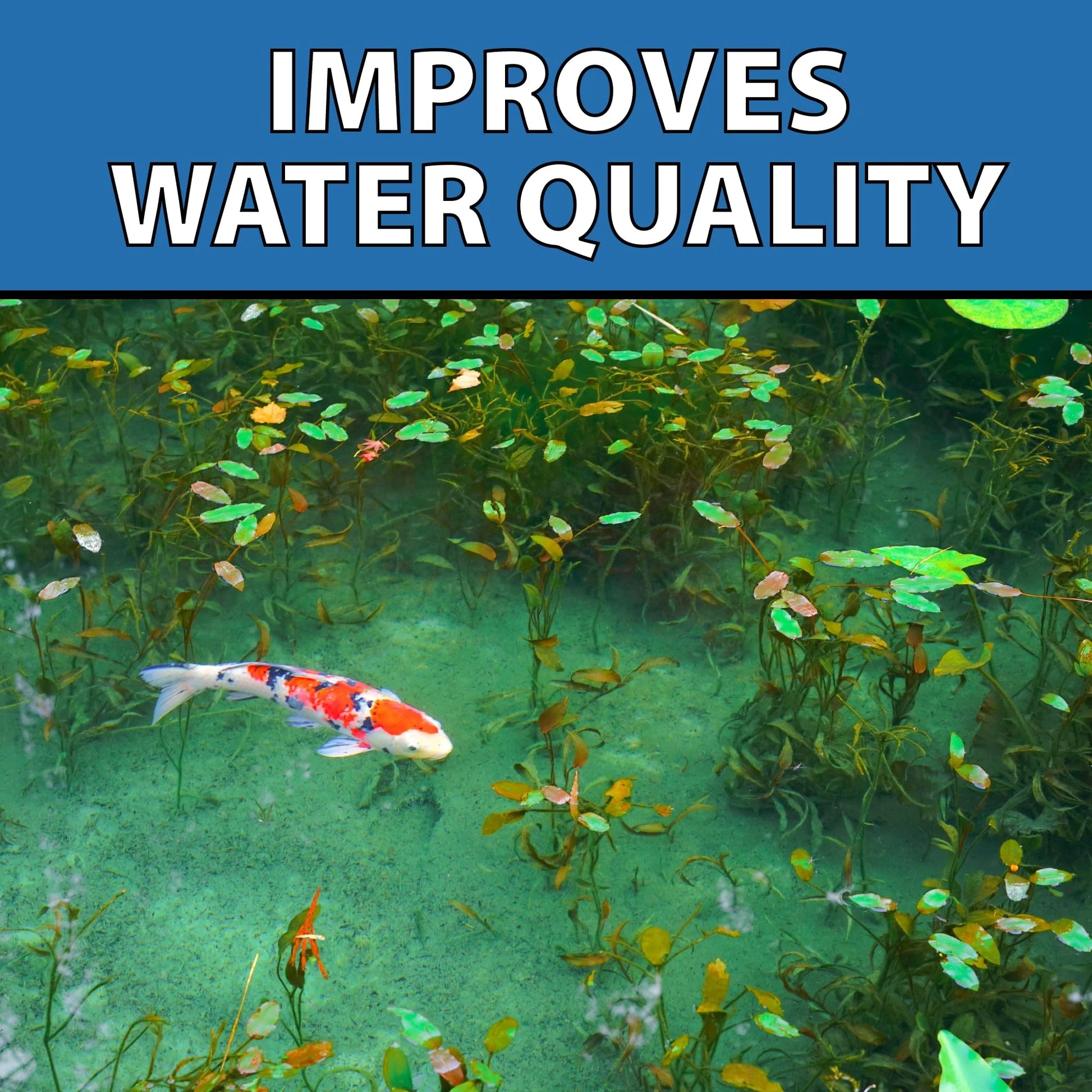 CrystalClear MuckOff, Natural Pond Muck Treatment, Water Garden, Fountain & Bird Bath Sludge Remover, Living Beneficial Bacteria Clarifier with Enzyme, Fish, Aquatic Animal, & Pet Safe, 384 Tablets